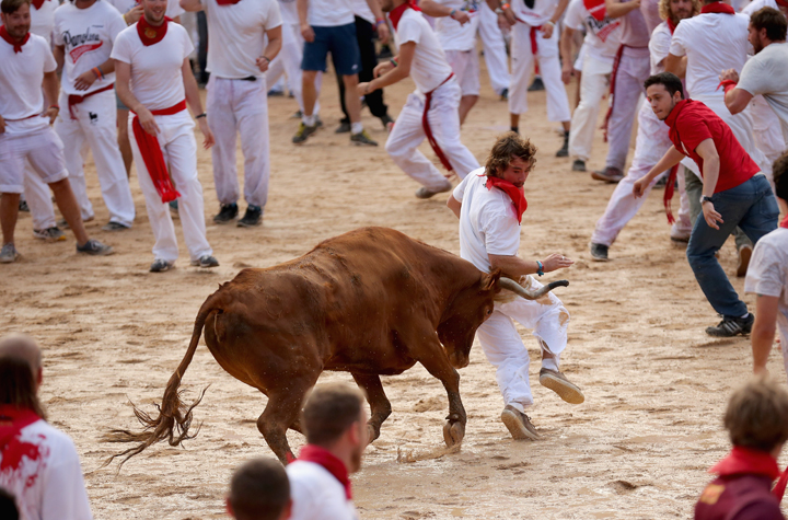 Runners avoid a fighting calf inside Pamplona Bullring during the second day of the San Fermin Running Of The Bulls festival, on July 7, 2014 in Pamplona, Spain.