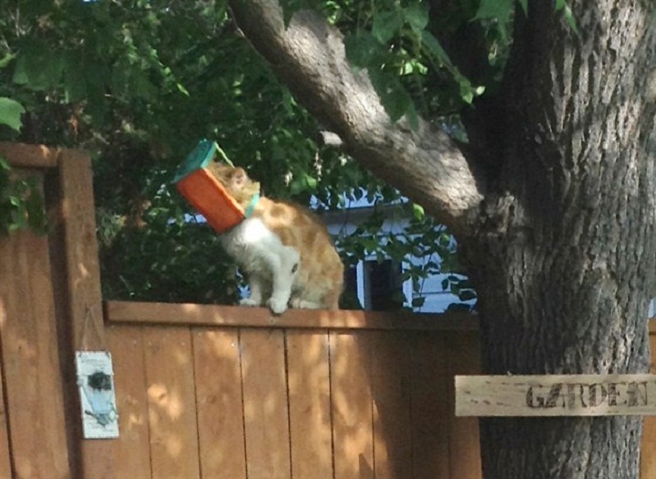 Butterscotch, a cat in Brandon, Man., has been living with its head in a bird feeder.