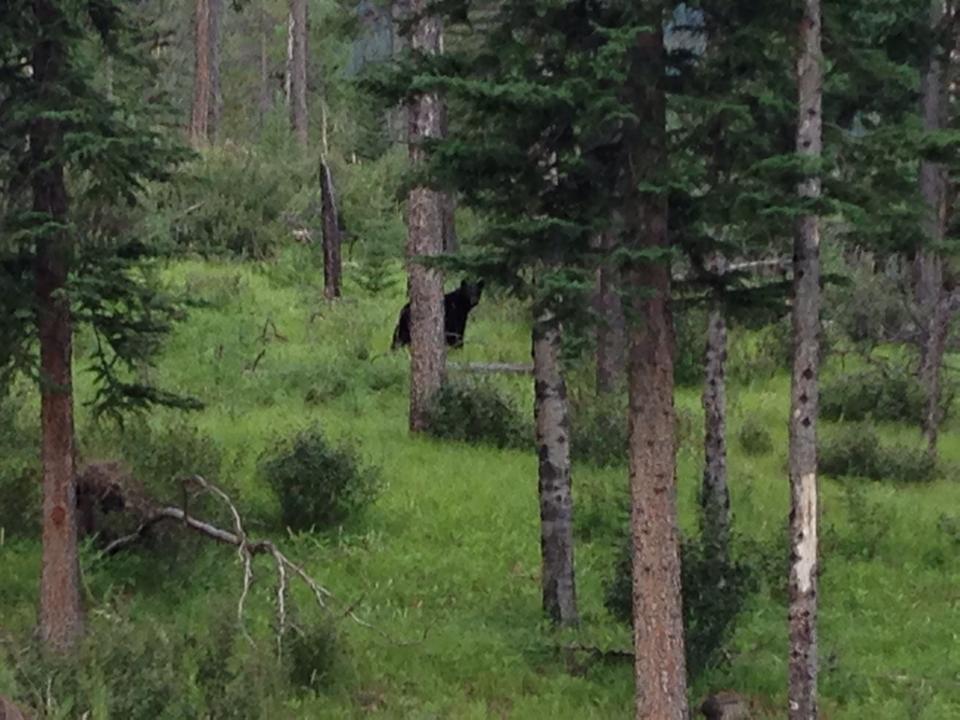 A bear in Canmore.