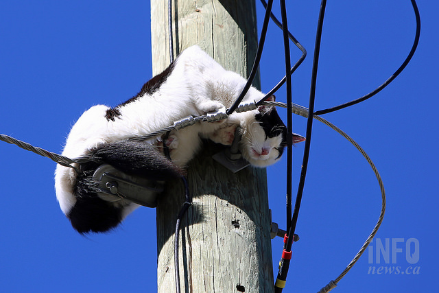 B.C. Hydro workers rescue a cat near Kamloops - image
