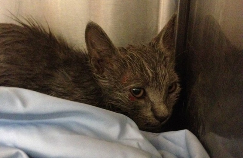  A 10-week-old kitten plummeted from a tall Savannah, Georgia bridge into the water below but survived and swam to shore.