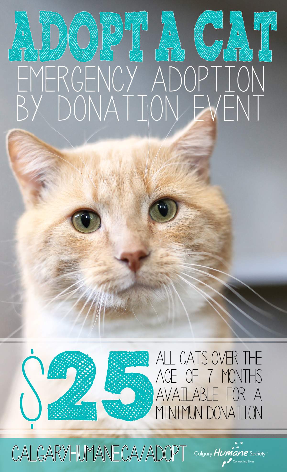 Why it’s the purrfect time to adopt a cat in Calgary - image