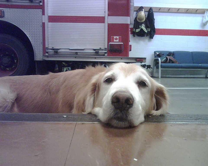 Cooper, a rescue dog with VFRS, died at the age of 13.