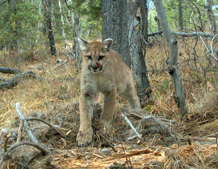 Cougars descend on Canmore townsite in search of food | Globalnews.ca