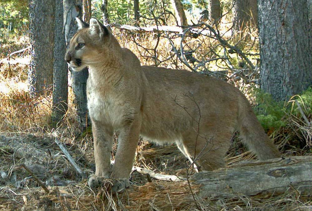 Cougar