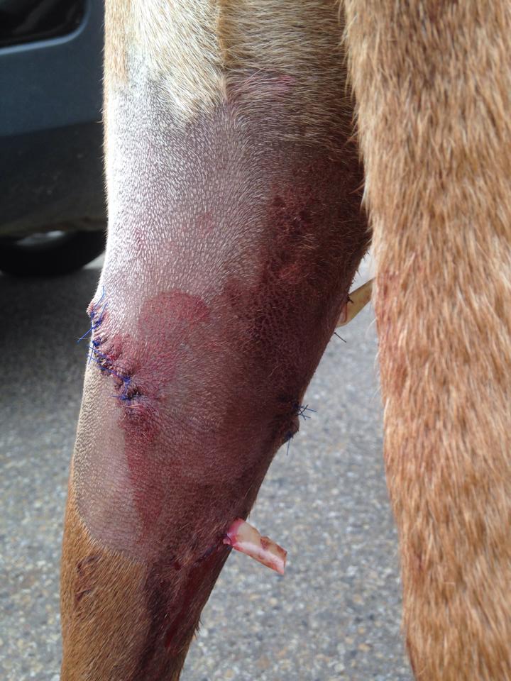 Some of Portia’s stiches on one of her legs. There was a tube put into her leg that drains fluid and blood so she doesn’t get an infection.