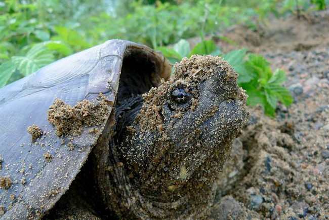 A female snapping turtle nests in Algonquin Park in Ontario in a handout photo.