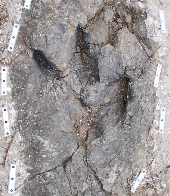 Well-preserved fossil footprints, shown in a handout photo provided by the Peace Region Palaeontology Research Centre, found in northeastern B.C. provide the first trackway evidence that Tyrannosaurs may have travelled in packs. The dinosaur footprints preserved in the rock near Tumbler Ridge provide a glimpse at the beasts that roamed the region 70 million years ago.THE CANADIAN PRESS/HO-Peace Region Palaeontology Research Centre.