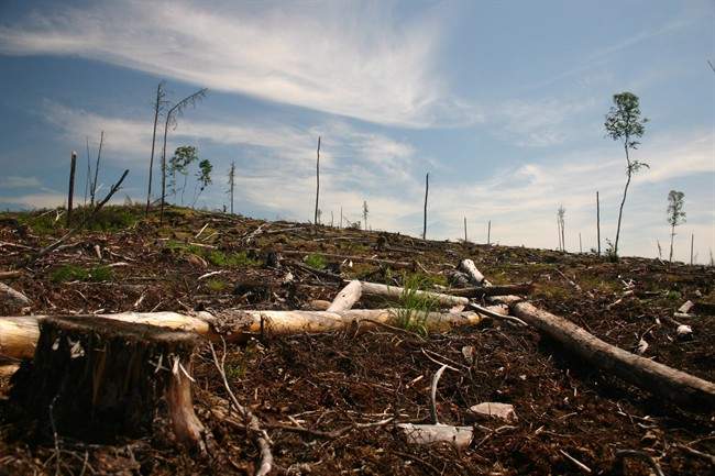A clear cut section of forest is seen on Grassy Narrows First Nation territory near Dryden, Ont., in this 2006 handout image. 