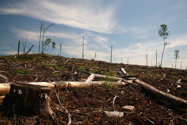 A clear cut section of forest is seen on Grassy Narrows First Nation territory near Dryden, Ont., in this 2006 handout image. 