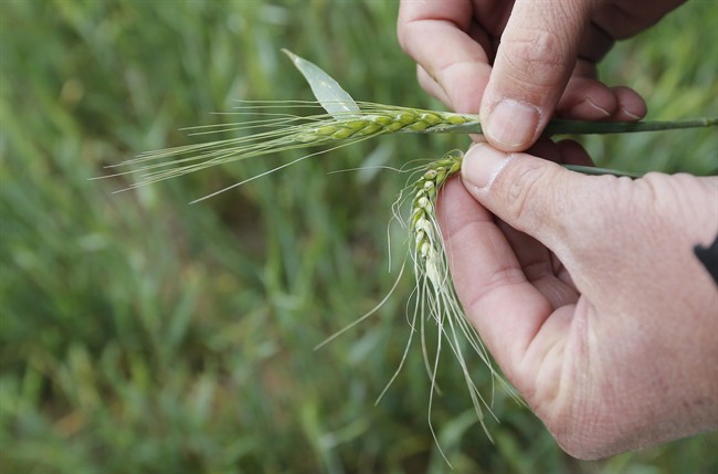 A farmer holds a shafts of wheat, in Frederick, Okla. on April 23, 2013.