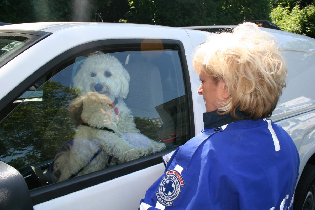 It can take mere minutes for a dog to suffer severe symptoms of heat stroke after being left in a vehicle on a hot day.