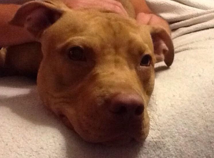 Kingston was euthanized on July 25, despite a family wanting to adopt him.
