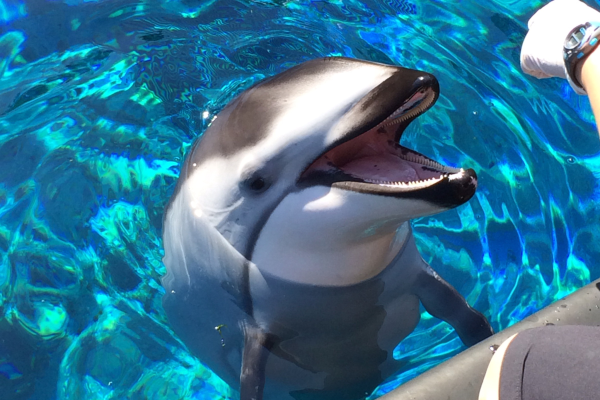 Pacific white-sided dolphin Helen interacts with her trainer at the Vancouver Aquarium.