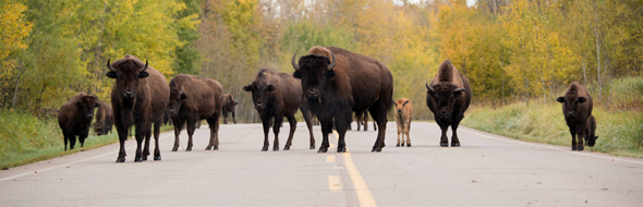 A group of Plains Bison stand on the parkway in Elk Island National Park.