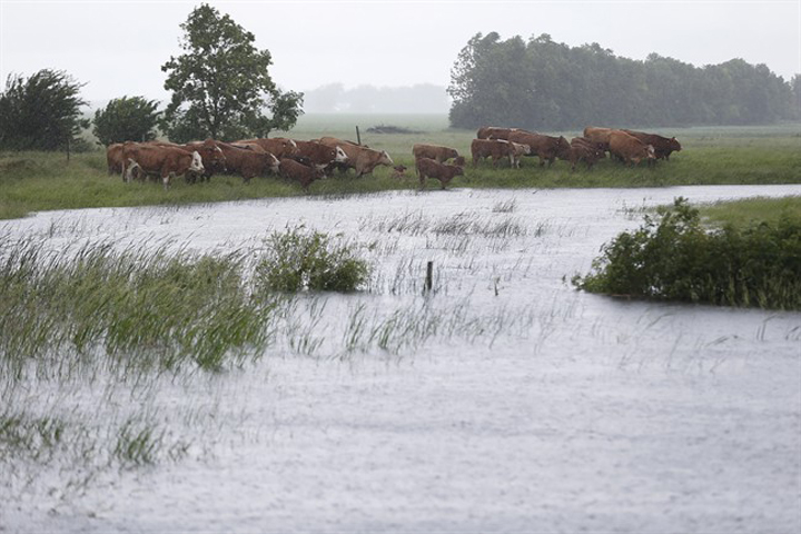 A herd of cattle is stranded between a fence and a rising creek outside Brandon, Man., on Monday.