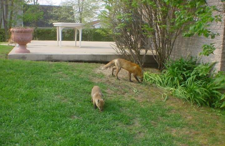 A family of foxes discovered under a step in Montreal in 2004.