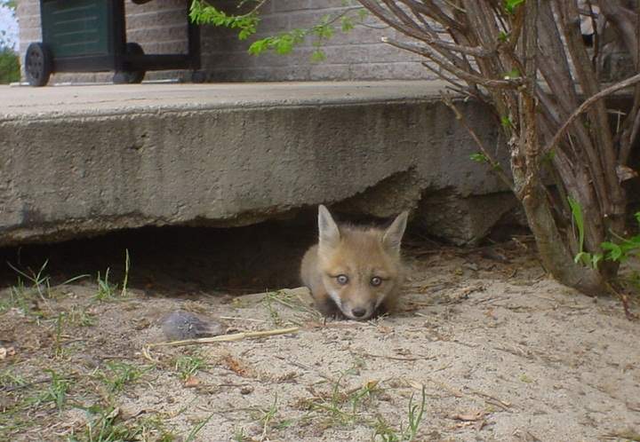 A family of foxes discovered under a step in Montreal in 2004.