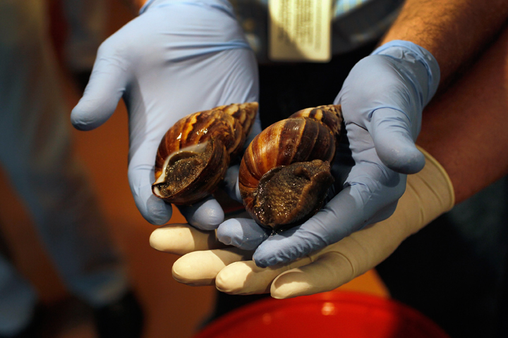 File photo - Giant African  land snails are shown to the media on September 15, 2011 in Miami, Florida.