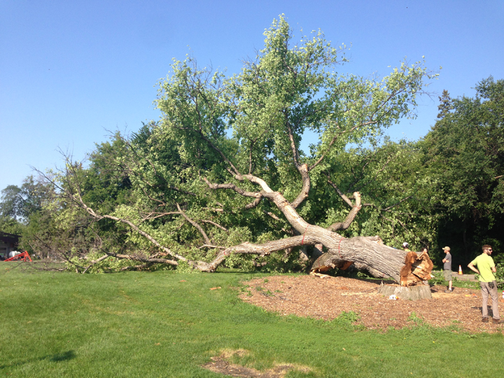 Winnipeg Dutch elm disease