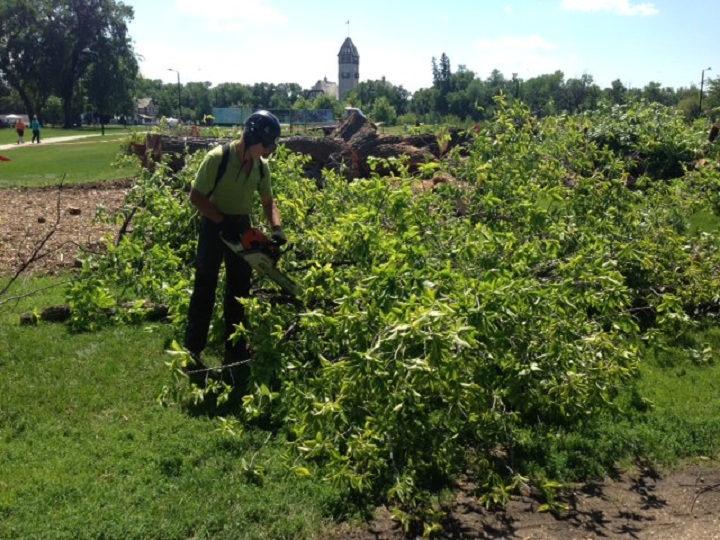Winnipeg Dutch elm disease