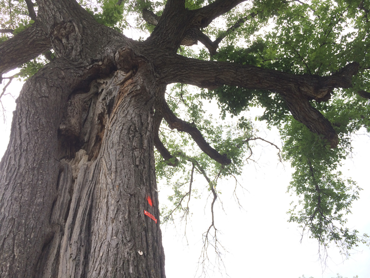 Winnipeg Dutch elm disease