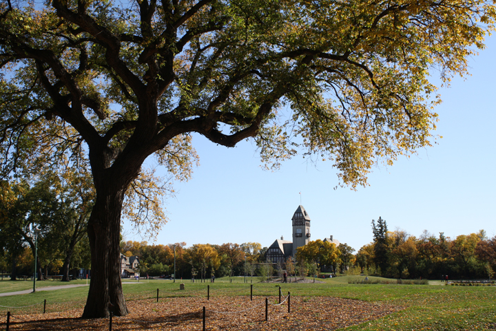 Winnipeg Dutch elm disease