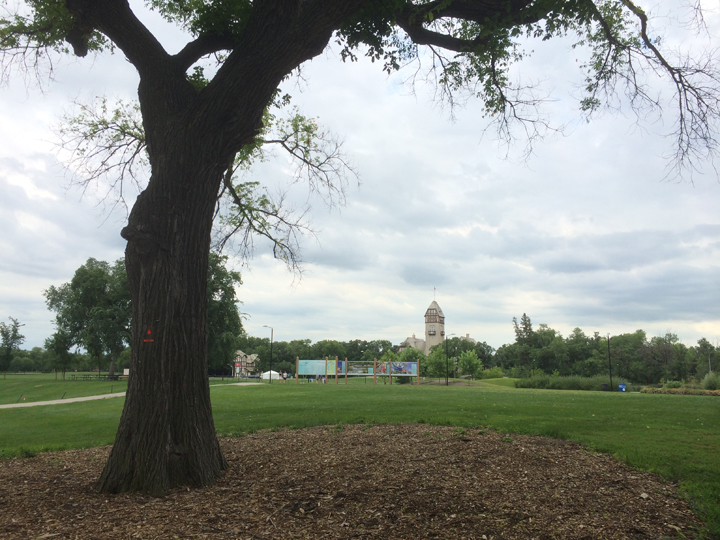 Winnipeg Dutch elm disease