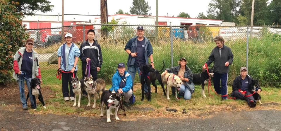 Sled dogs on a group walk with volunteers at Burnaby SPCA. 
