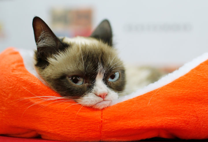 Legendary Grumpy Cat dies at the age of 7; Internet pays homage to