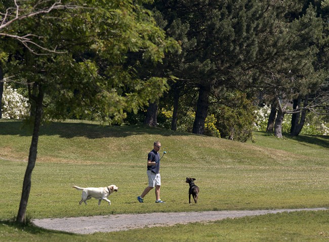 The City of Toronto is asking dog owners to keep their pets on a leash as crews investigate the cause of recent wildlife deaths.