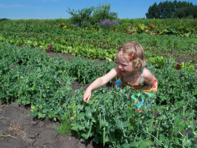 A child picking peas at Happy Acres U-pick near Spruce Grove, Alberta.