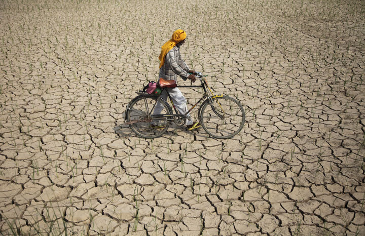 An Indian farmer pushes his bicycle past a parched paddy field in Ranbir Singh Pura, about 34 kilometers from Jammu, India, Tuesday, July 15, 2014.