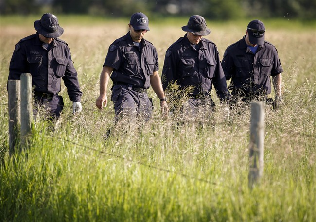 Police investigators comb a hay field north of Airdrie, Alta., Saturday, July 5, 2014, looking for clues to the disappearance of three people. 