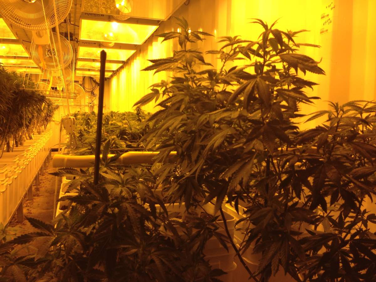 OrganiGram in Moncton has sold out of its medicinal marijuana product before the facility has even opened.