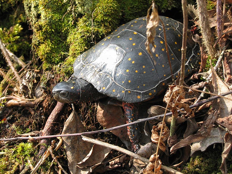 An endangered spotted turtle.