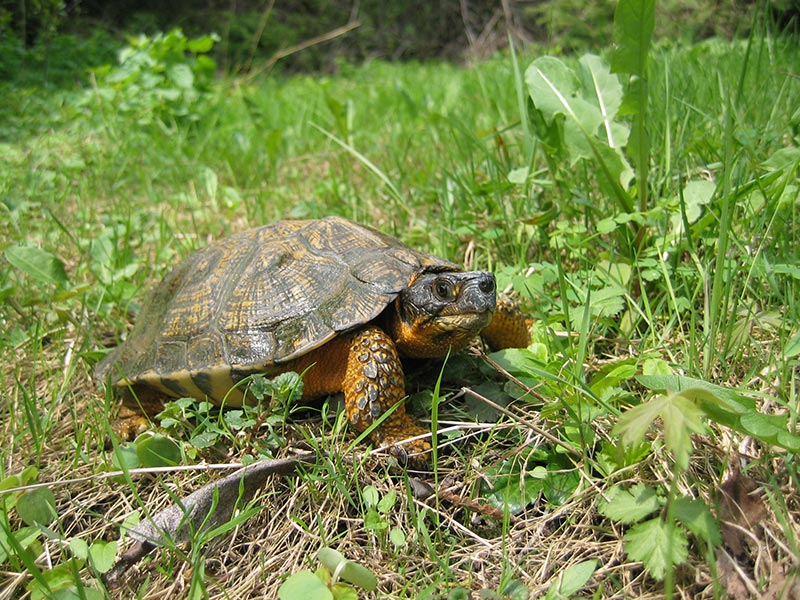 An endangered wooded turtle.
