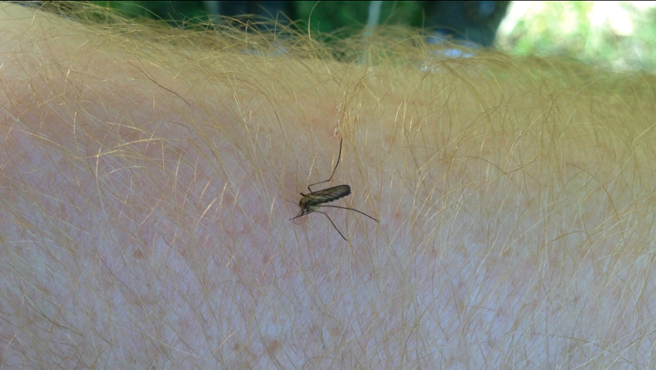 The City of Winnipeg will start larviciding Tuesday evening after mosquito counts exploded over the weekend.