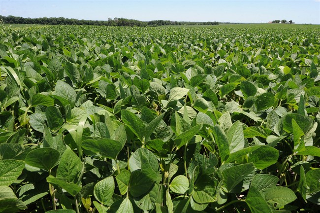 Bayer showcases new wheat breeding station in Saskatchewan.