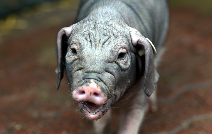 Police in the Maine town of Oakland are looking for a pig that threatened two children walking through the woods.
