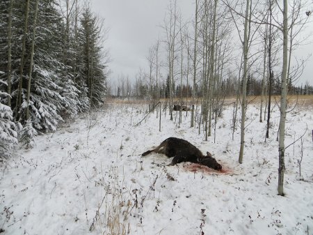 Hundreds of poaching charges laid after Alberta animals left to rot ...