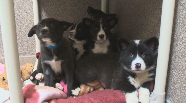 The Edmonton Humane Society has closed its doors to owner-surrendered cats and dogs.