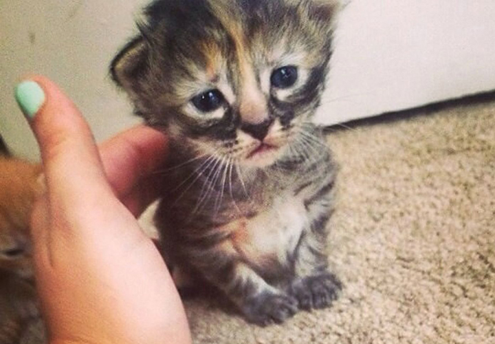 sad kitten