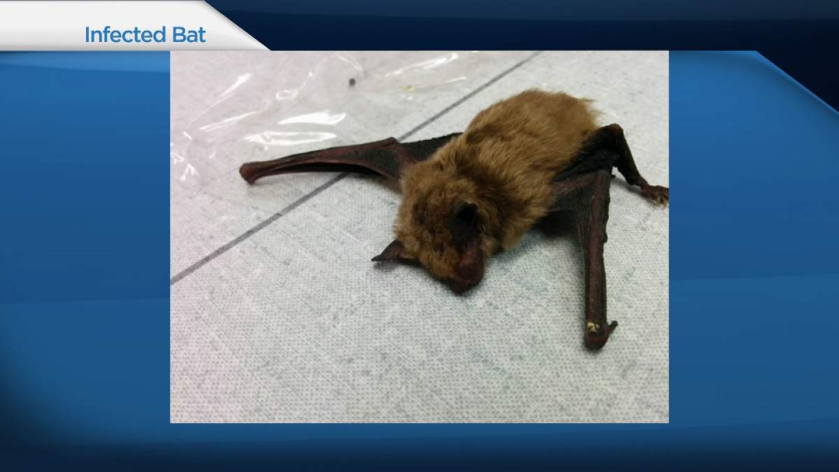 Number of rabies cases in Saskatchewan on the rise, at least 18 confirmed cases so far in 2016.