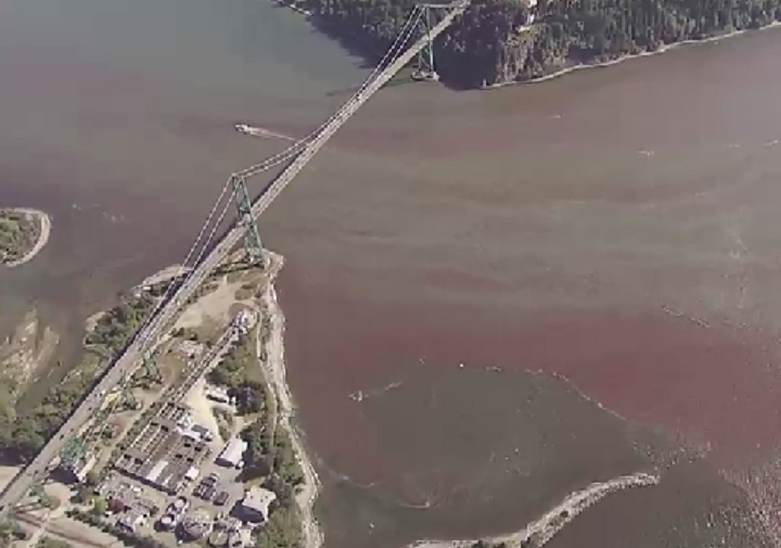 red algae bloom