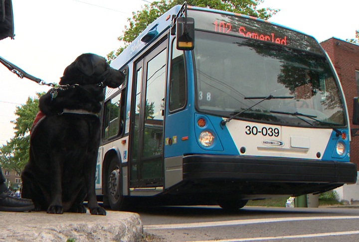 All too often, service dogs are not allowed on Montreal's city buses.