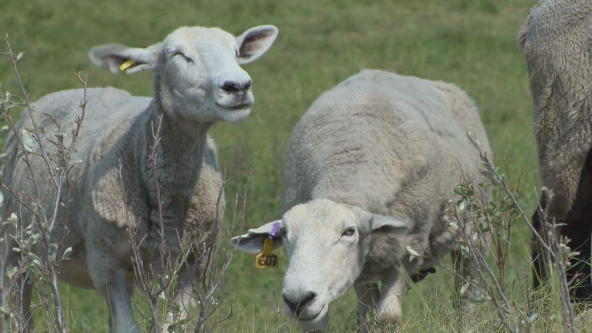 Agricultural producers, municipalities and agencies now have an effective tool to fight unruly invasive plant species.