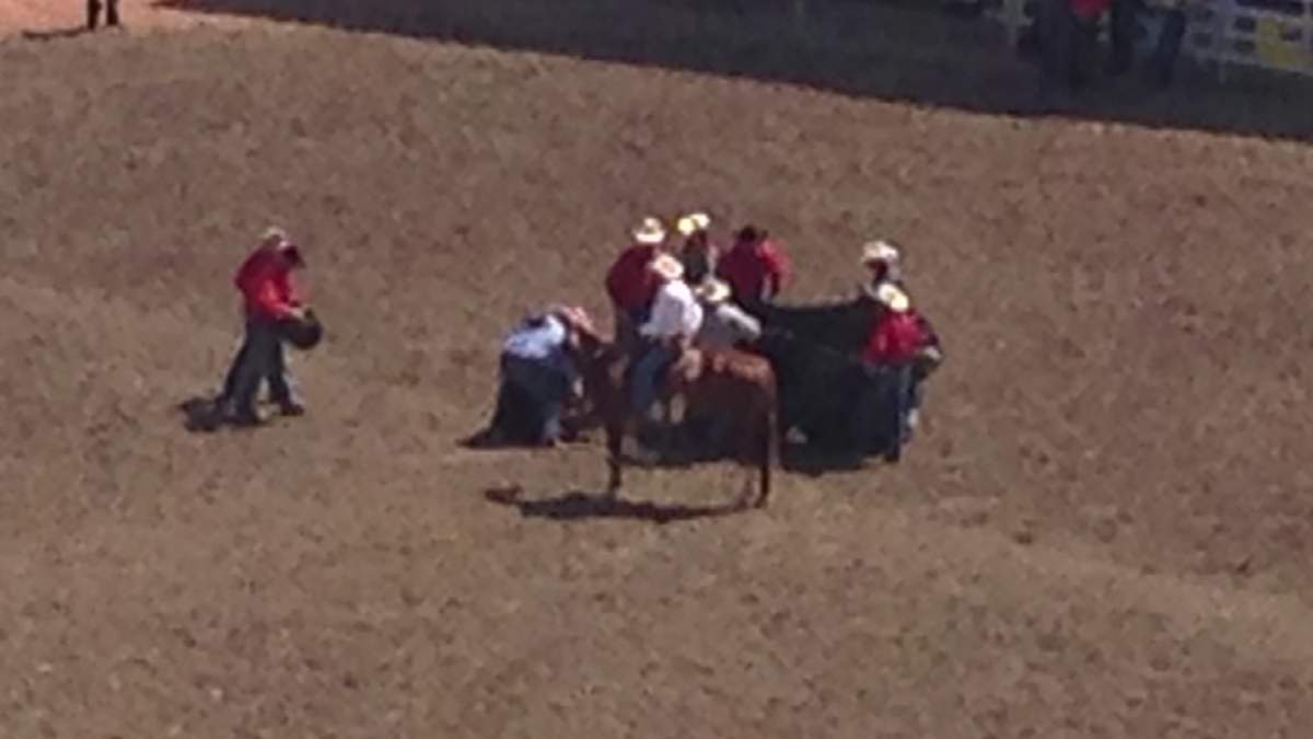 A steer had to be euthanized after it was severely injured during the steer wrestling event Saturday at the Calgary Stampede.