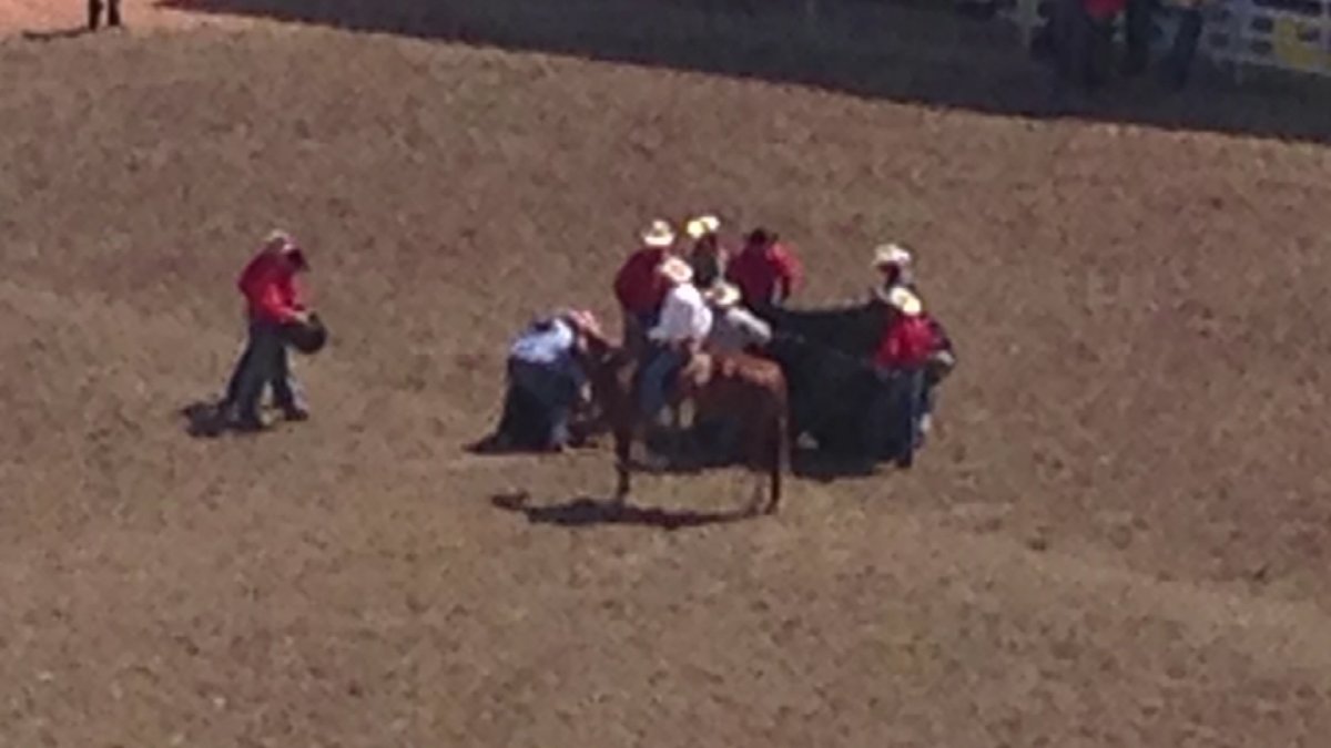 A steer had to be euthanized after it was severely injured during the steer wrestling event Saturday at the Calgary Stampede.