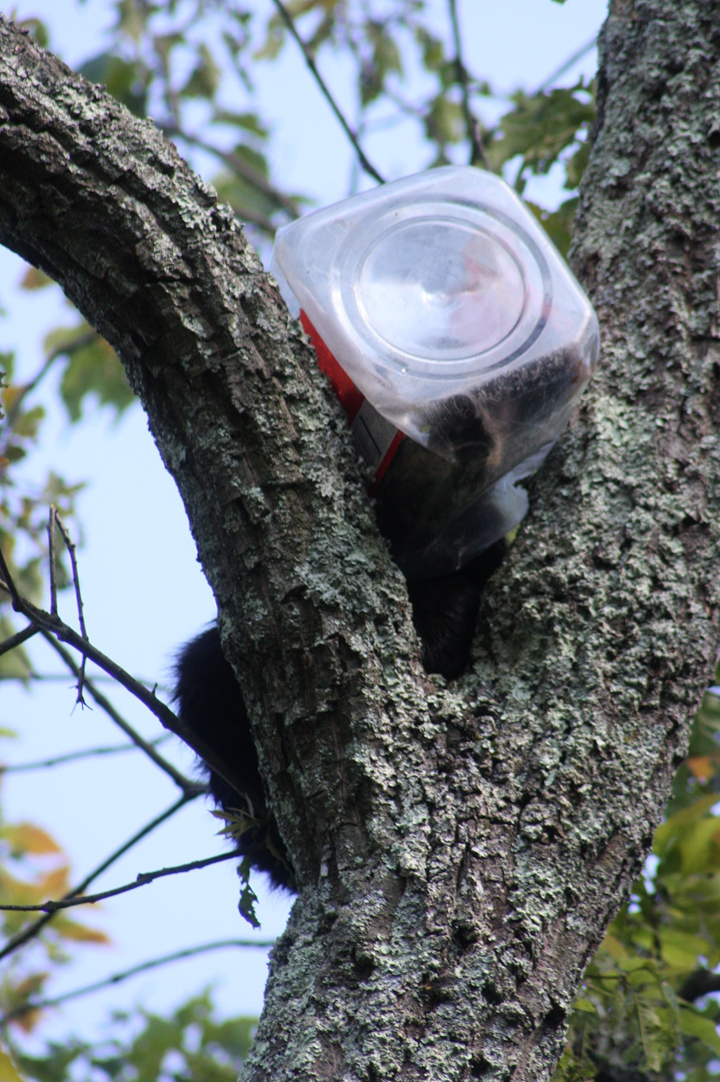 This undated photo provided by the New Jersey Department of Environmental Protection shows a bear cub that got its head stuck in an oversized cookie jar.